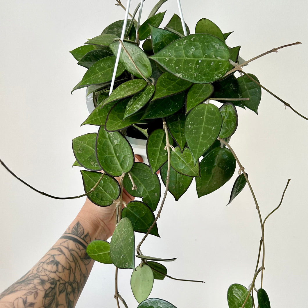 Hoya verticillata 