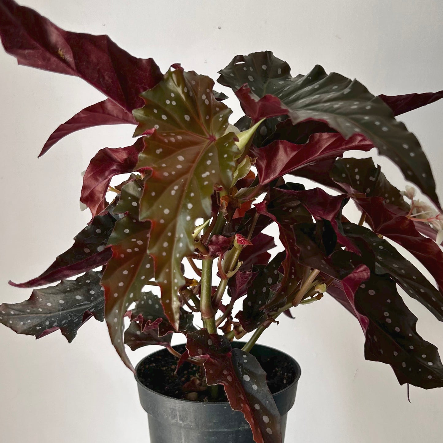 Begonia maculata “Black Forest” 5”pot