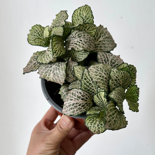 Fittonia “Purple Snow Anne” 4” pot