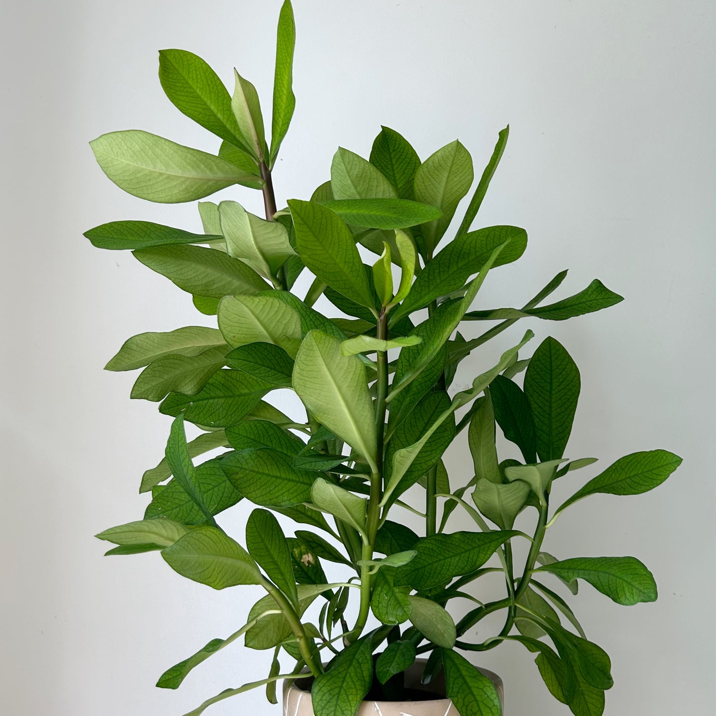 Euphorbia grantii (approximately 2.5 ft tall) in 8”pot