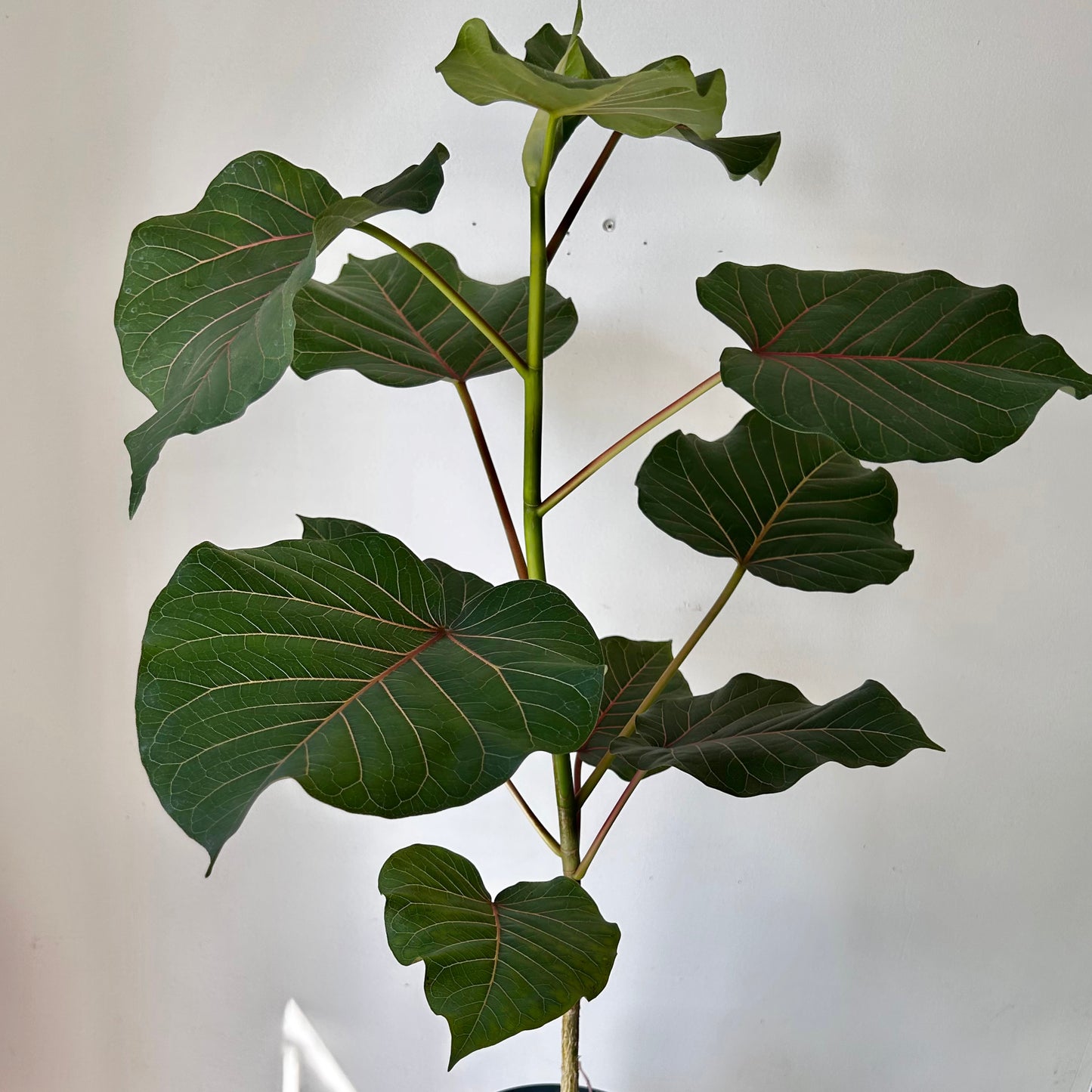 Rock Fig (Ficus petiolaris) approximately 3ft tall in 8” pot
