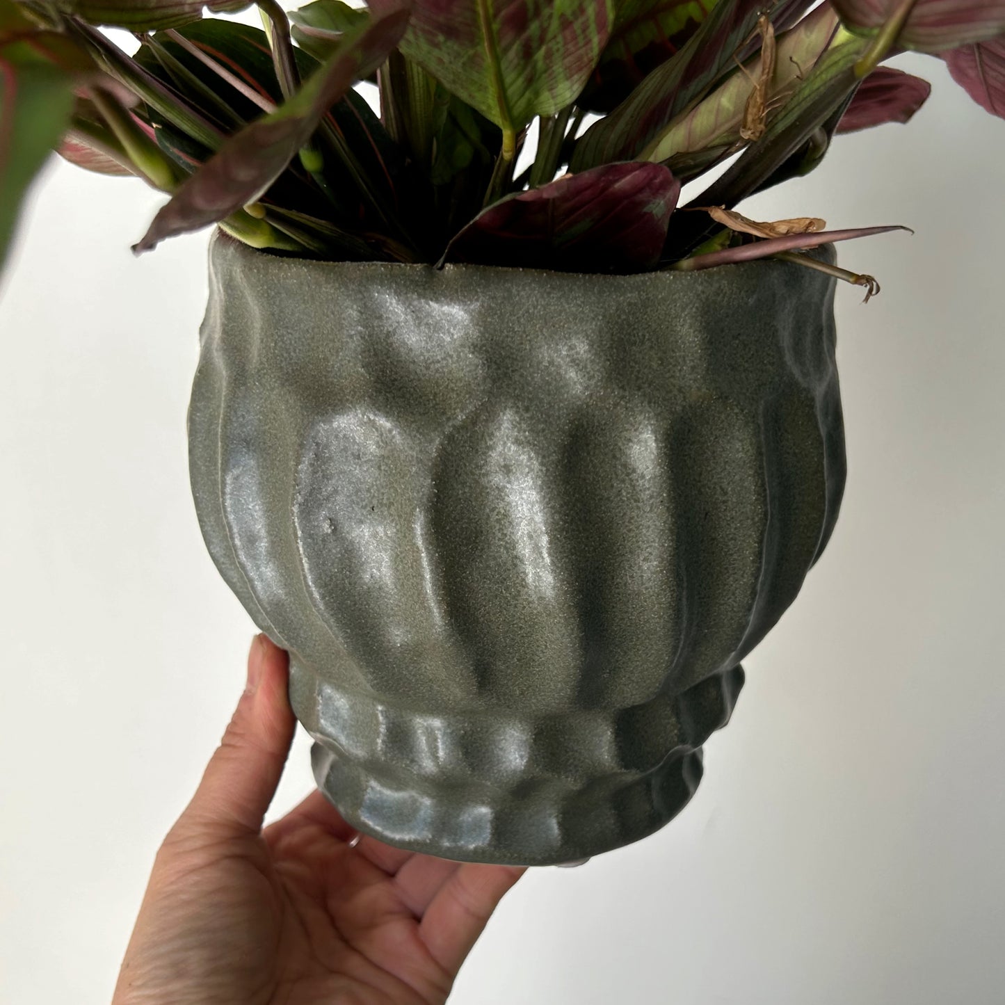 IRIS Raised Decorative Pot (available in two sizes) Dark Green