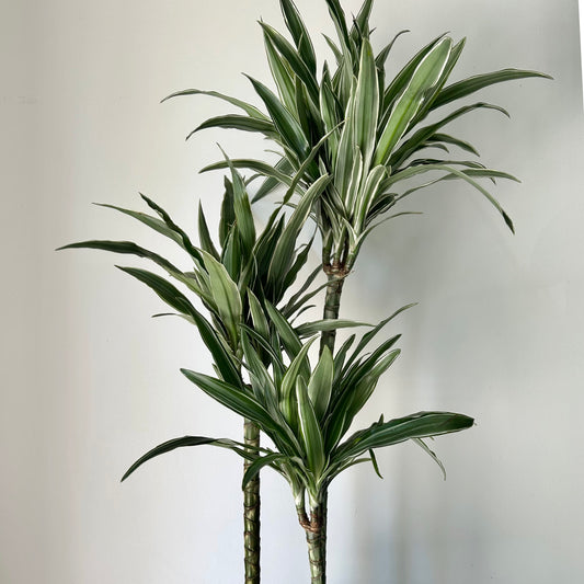 Dracaena warneckii Cane approximately 3ft tall in 8”pot