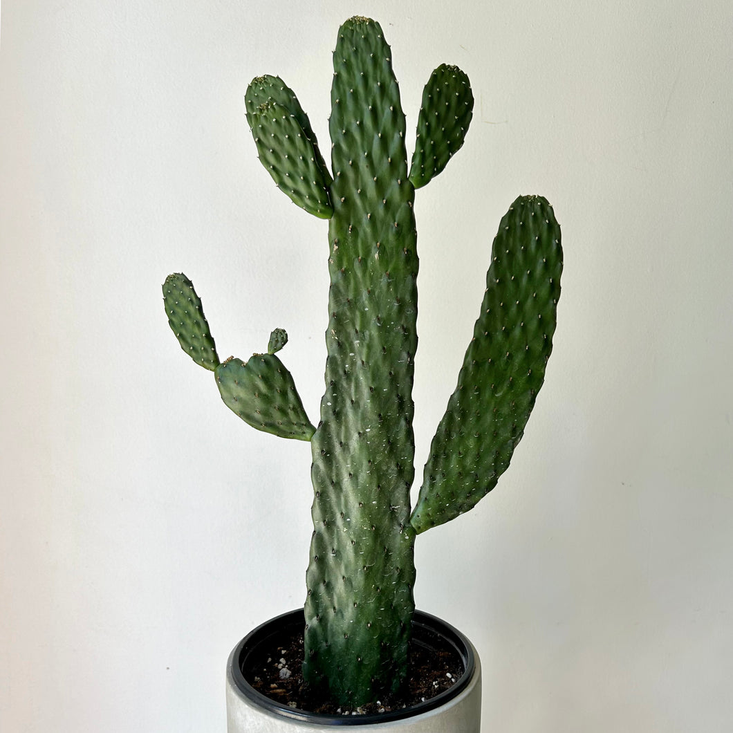 Cartoon Cactus (Opuntia) 6” pot