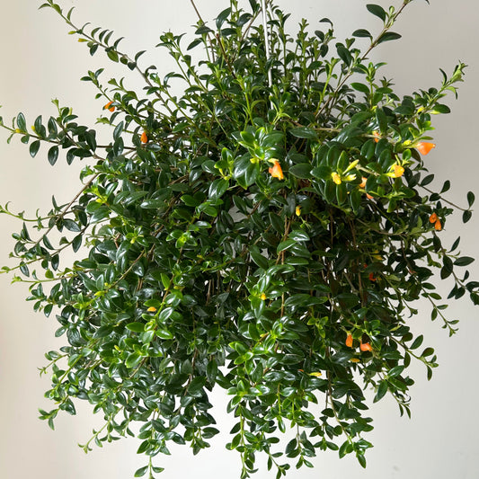 Goldfish Plant (Nematanthus) 8” Hanging Basket