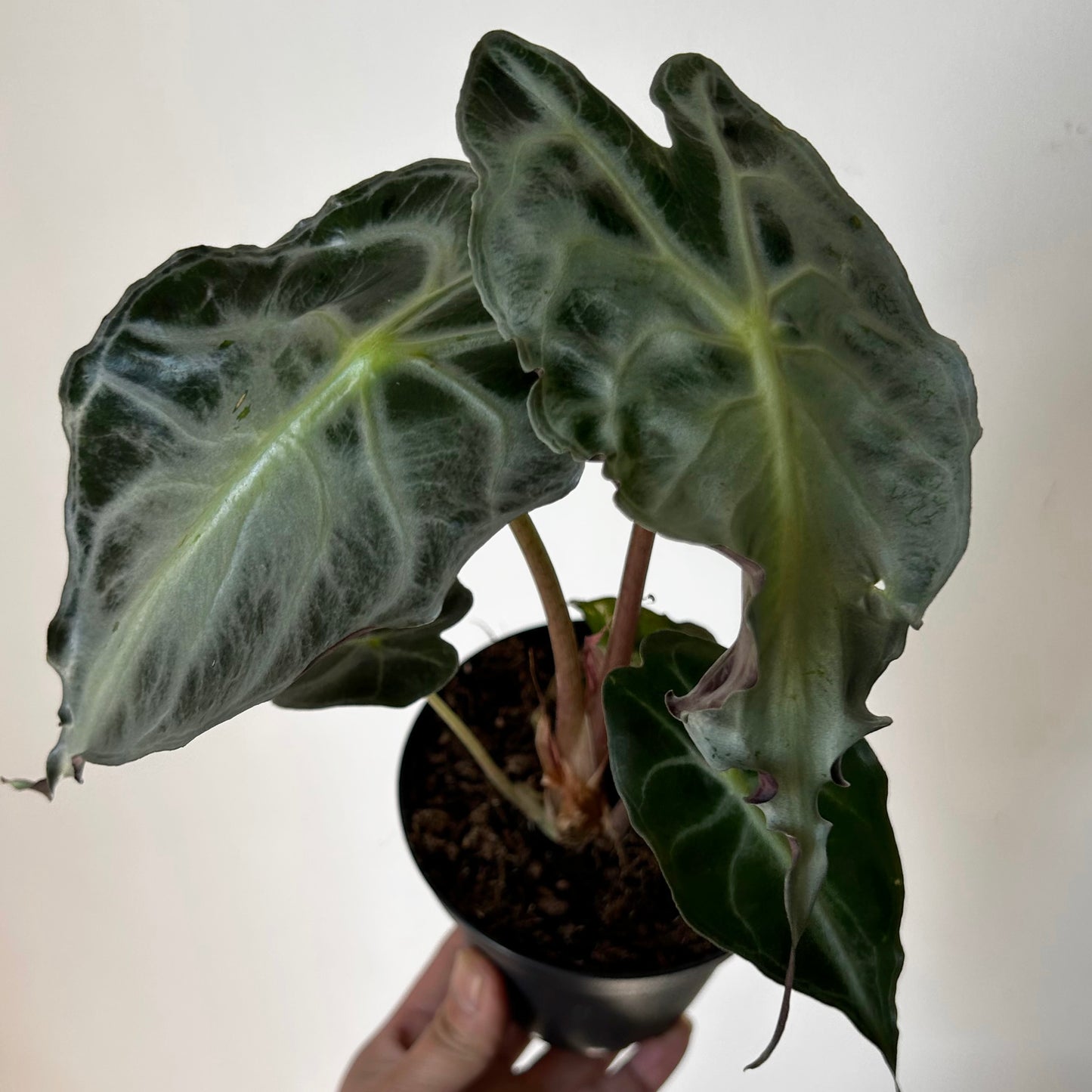 Alocasia ‘Venom’ 4” pot
