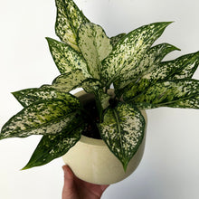 Load image into Gallery viewer, Aglaonema Osaka 4.5”pot
