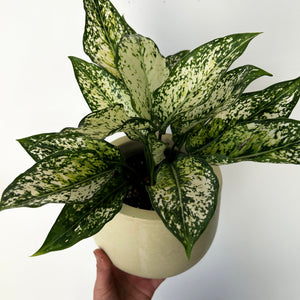 Aglaonema Osaka 4.5”pot