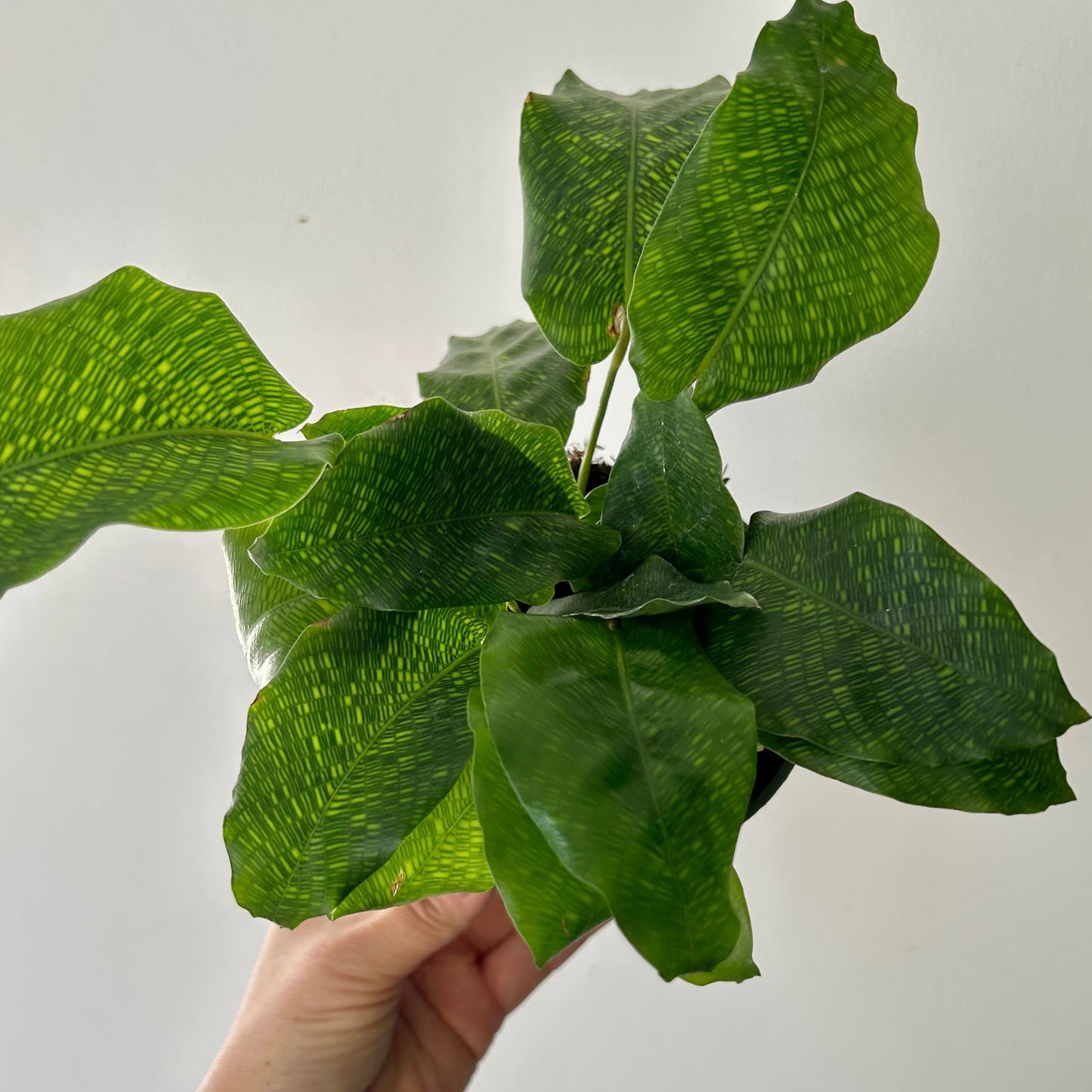 Calathea “Network” 4”pot