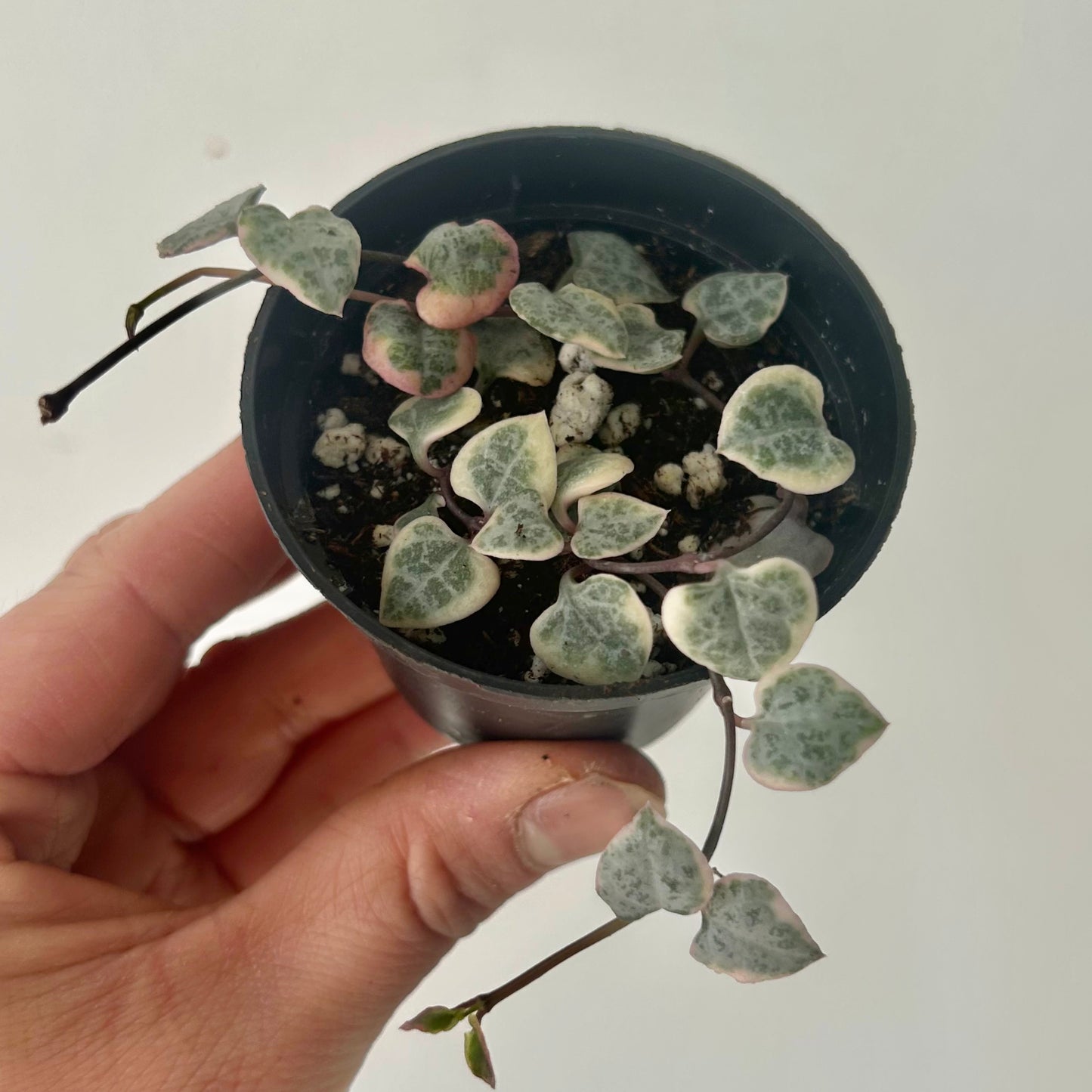 Variegated String of Hearts (Ceropegia woodii variegata) 2.5” pot