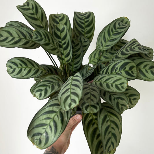 Calathea Fishbone Prayer Plant (Burle Marx) 5”pot