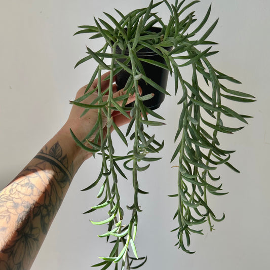 String of Hooks (senecio) 3.5” pot