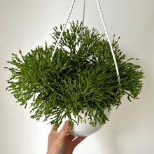 Load image into Gallery viewer, Bottle Cactus (Hatiora salicornioides )8”hanging basket
