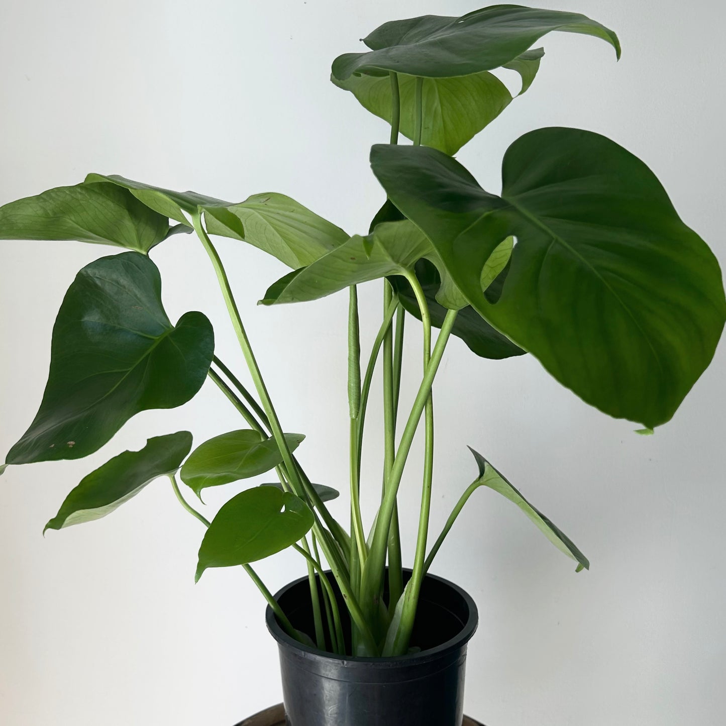 Monstera deliciosa in 5”pot