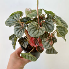 Load image into Gallery viewer, Peperomia Caperata &quot;Pink Lady&quot; 3.5&quot; pot
