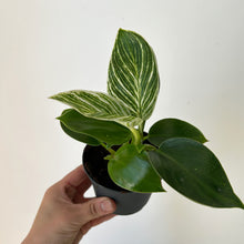 Load image into Gallery viewer, Philodendron Birkin 3.5&quot;  pot
