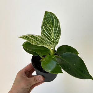 Philodendron Birkin 3.5"  pot