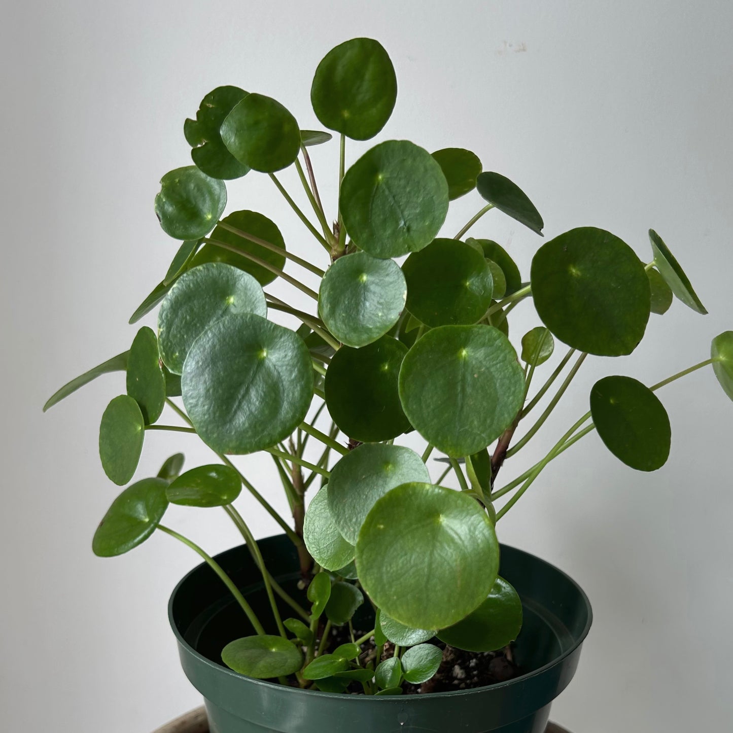 Chinese Money Plant (Pilea Peperomioides) 8” pot