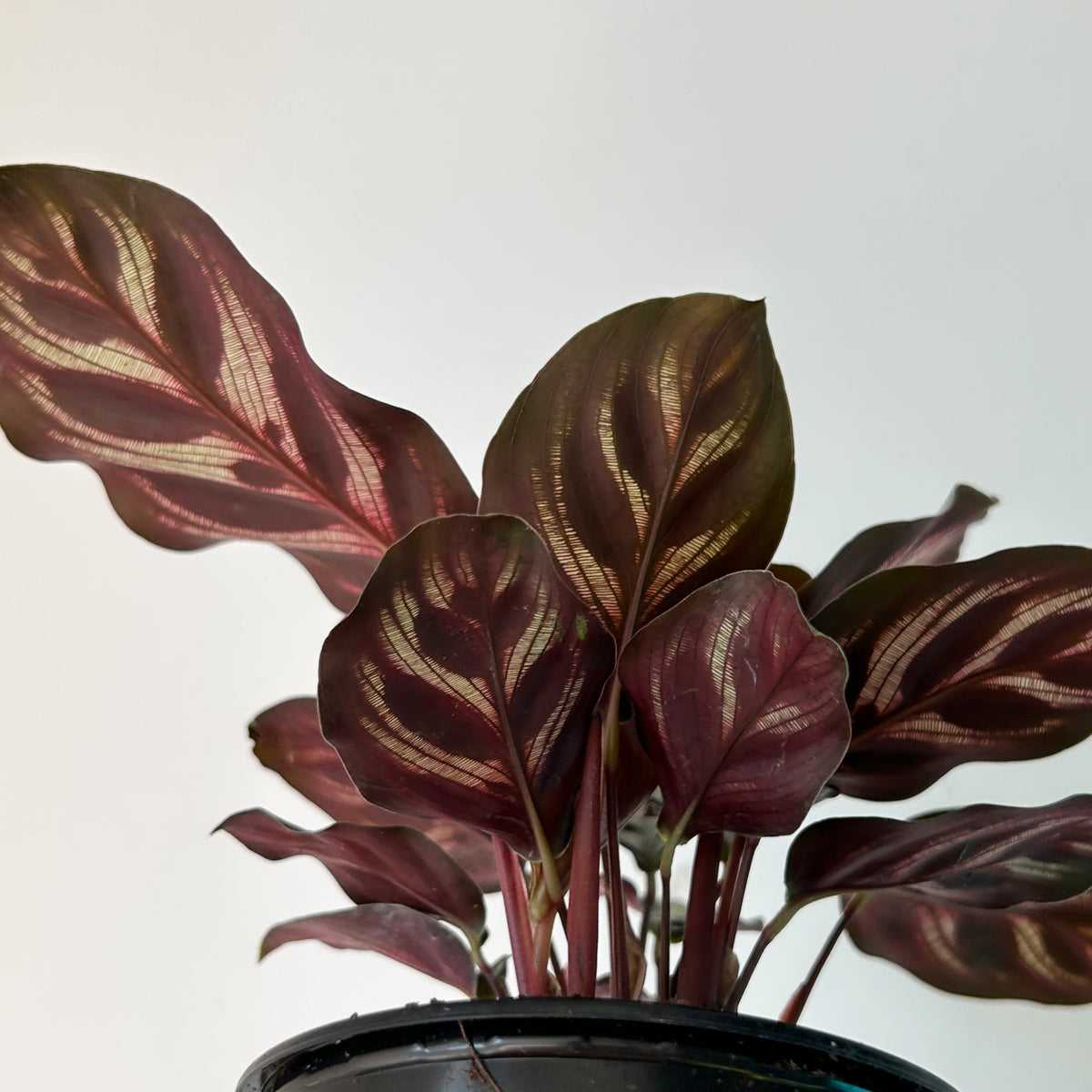 Calathea makoyana ‘Peacock’ 3.5” pot