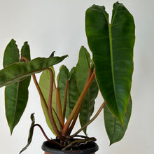 Load image into Gallery viewer, Philodendron Billietiae 4&quot; pot
