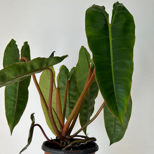 Philodendron Billietiae 4" pot