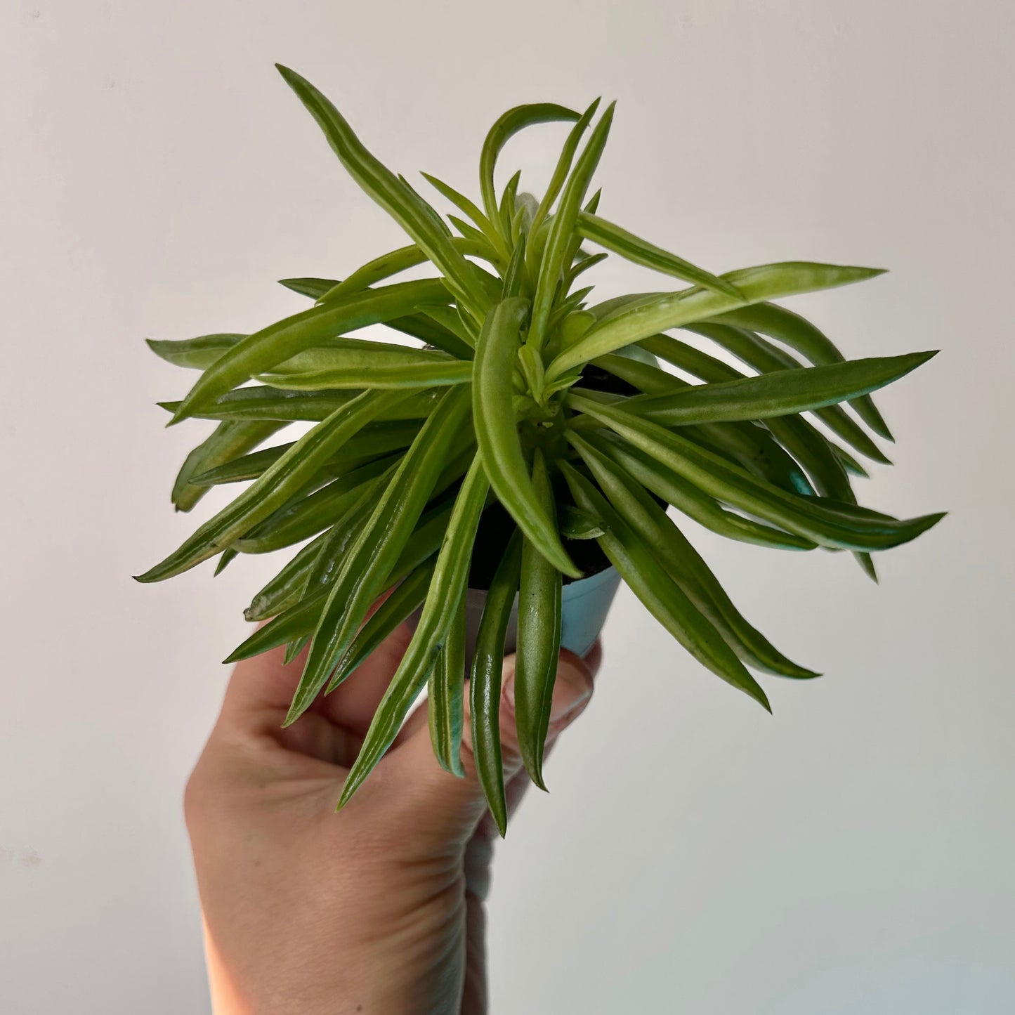Peperomia ferreyrae "Happy Bean" 2.5”pot