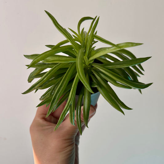 Peperomia "Happy Bean" 2.5”pot