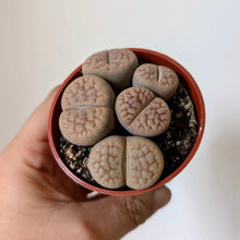 Load image into Gallery viewer, Living Stones Succulent (Lithops) 3&quot; pot
