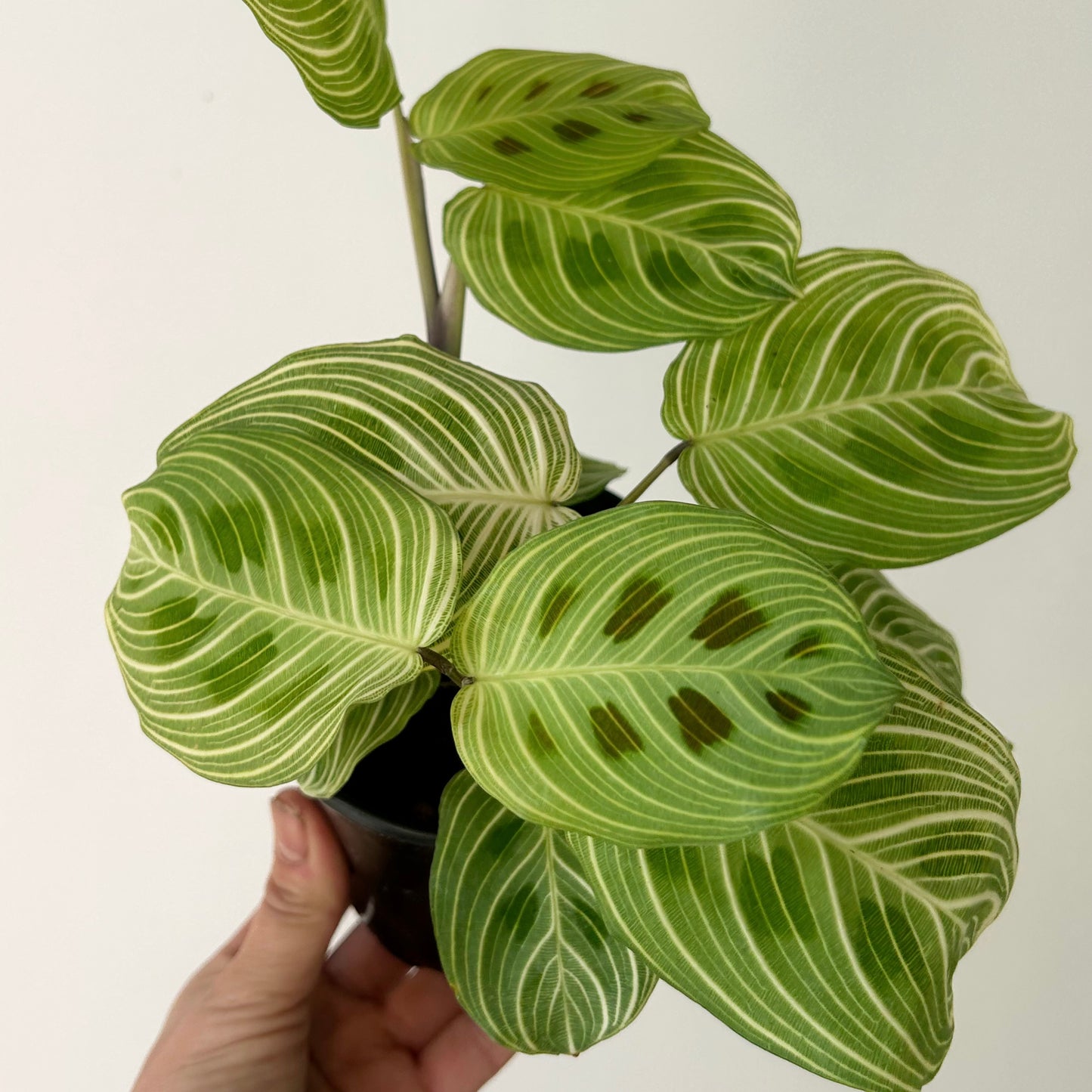 Gold Lines Prayer Plant (Maranta) 3.5” pot
