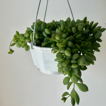 Load image into Gallery viewer, Cotyledon Pendens 4.5&quot; hanging basket
