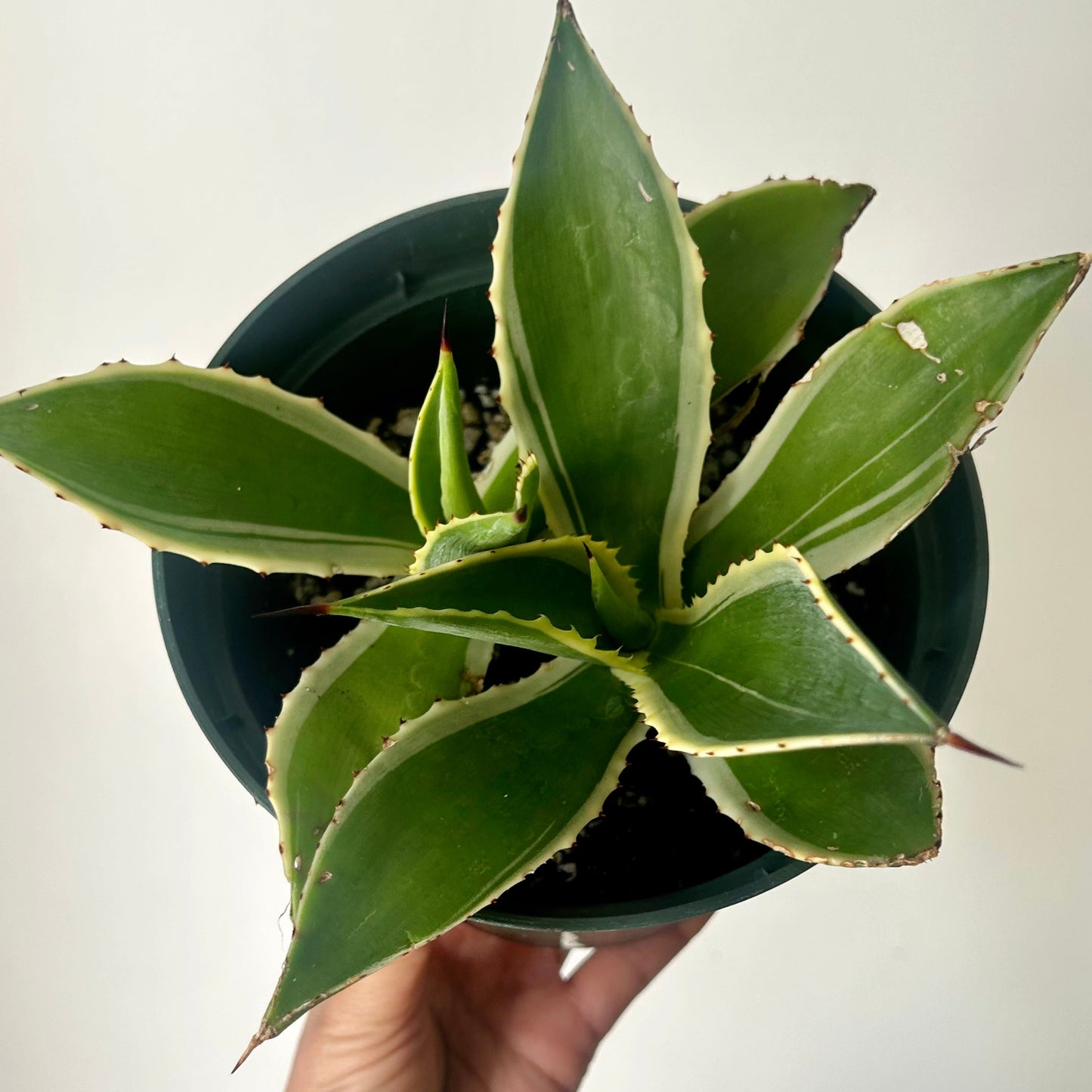 Variegated Agave 6”pot