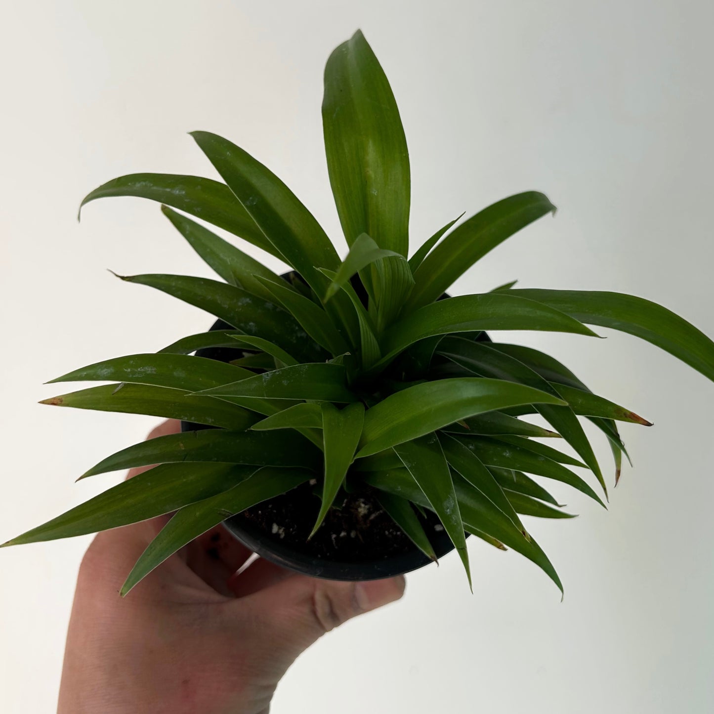 Spider Plant (Green) 3.5”pot