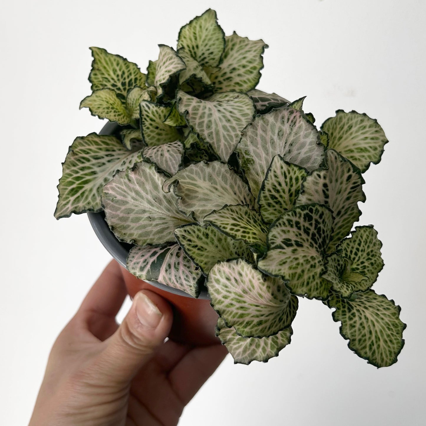 Fittonia “Purple Snow Anne” 4” pot