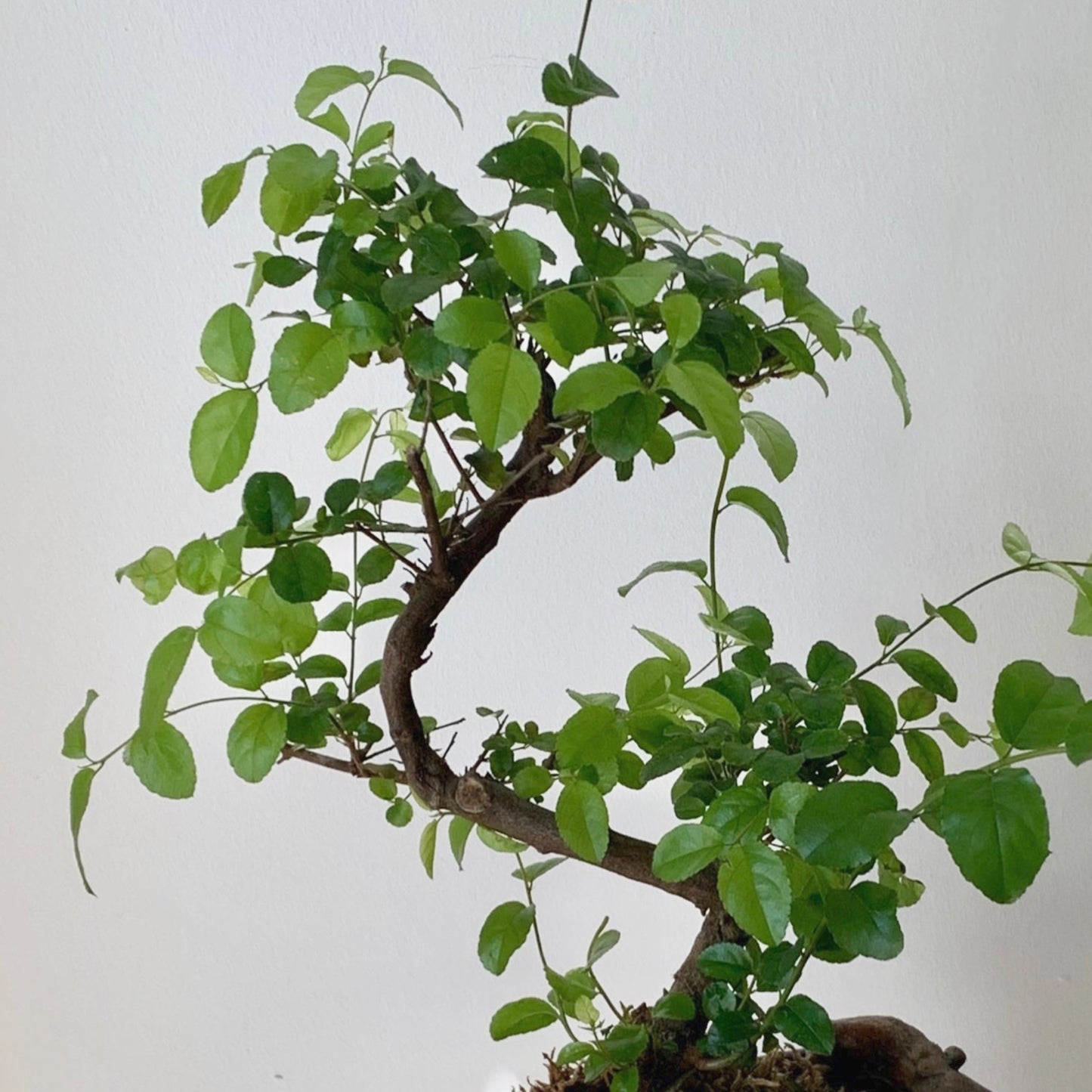 Bonsai Styled "Chinese Sweet Plum" (Sageretia) 6” pot