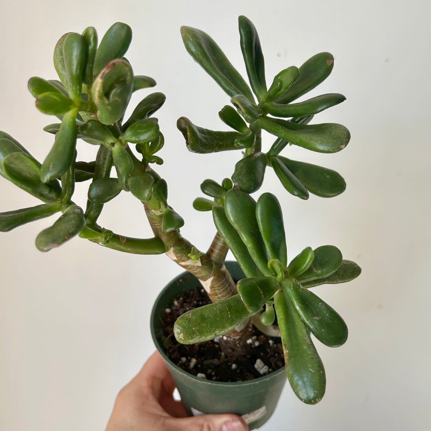 Hobbit Jade (Crassula) 4” pot