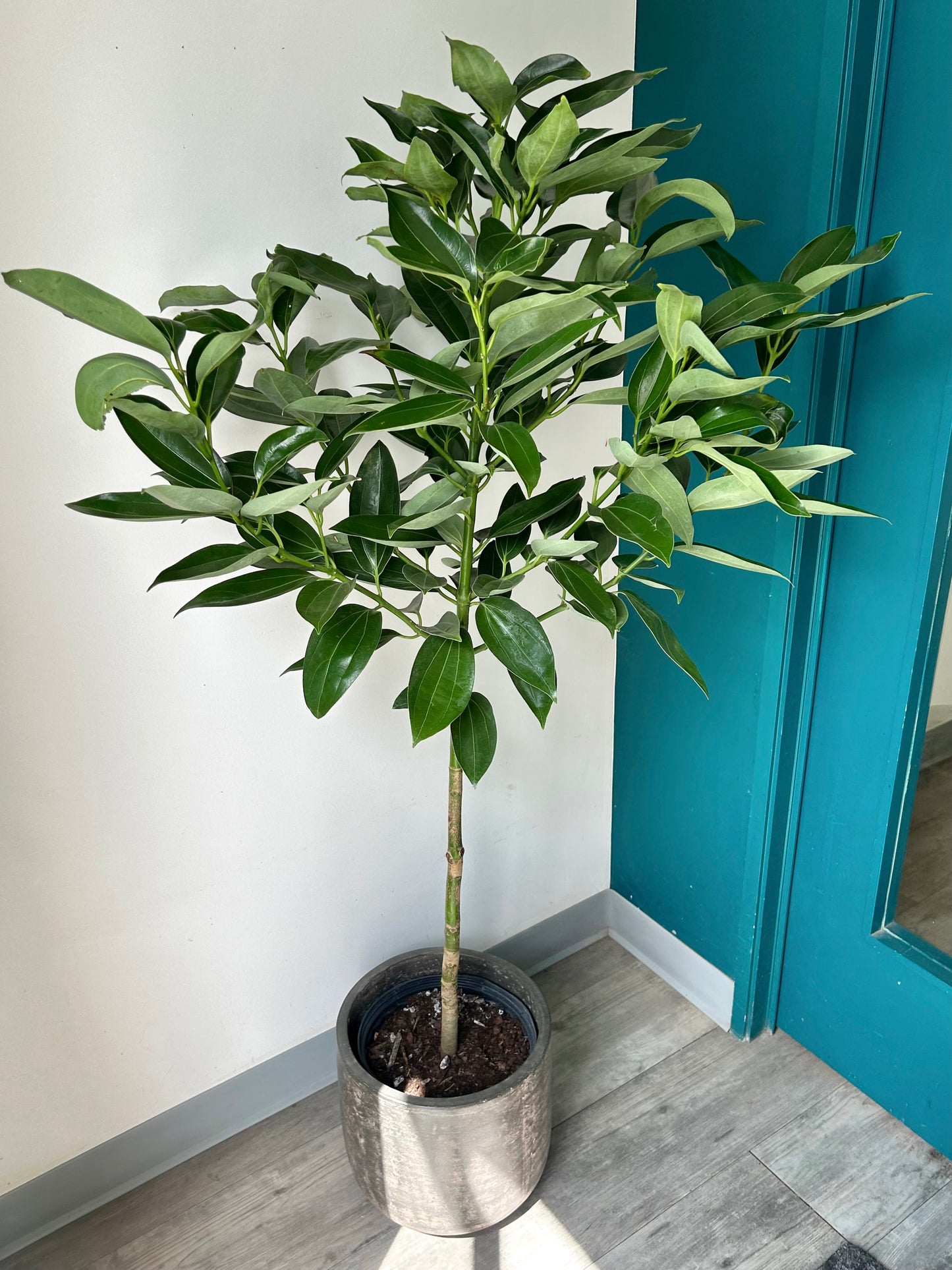 Cinnamon Tree approximately 5ft tall in 10” pot