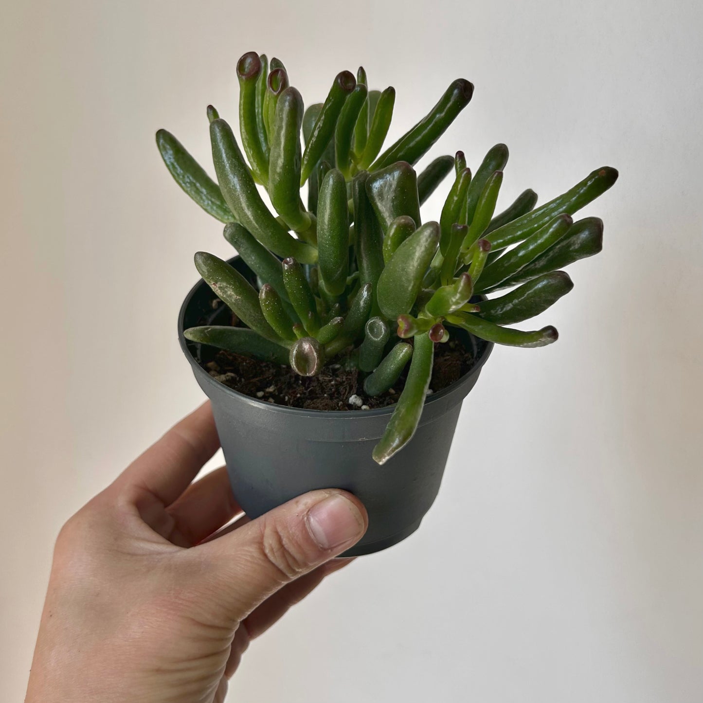 Crassula ovata ‘Hobbit Jade’ 3.5” pot
