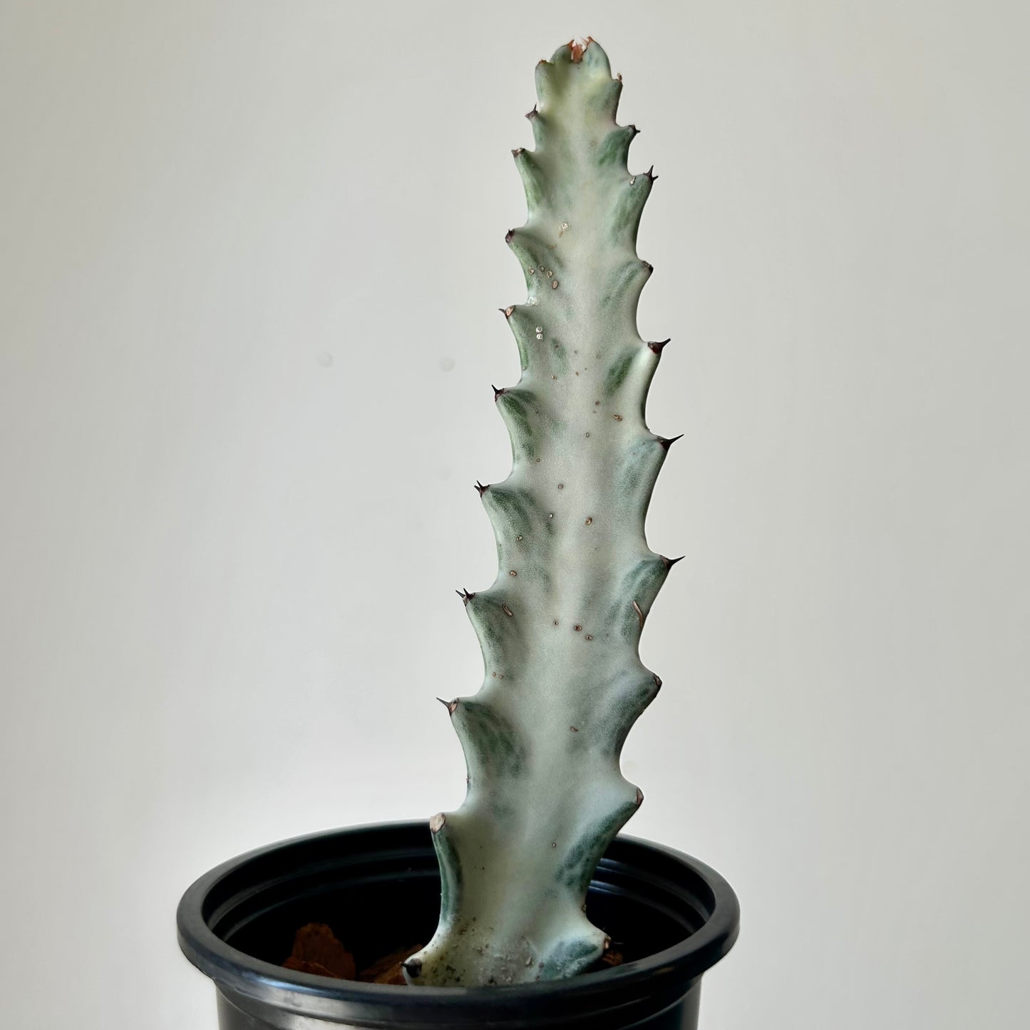 Euphorbia lactea 'White Ghost' 3.5”pot