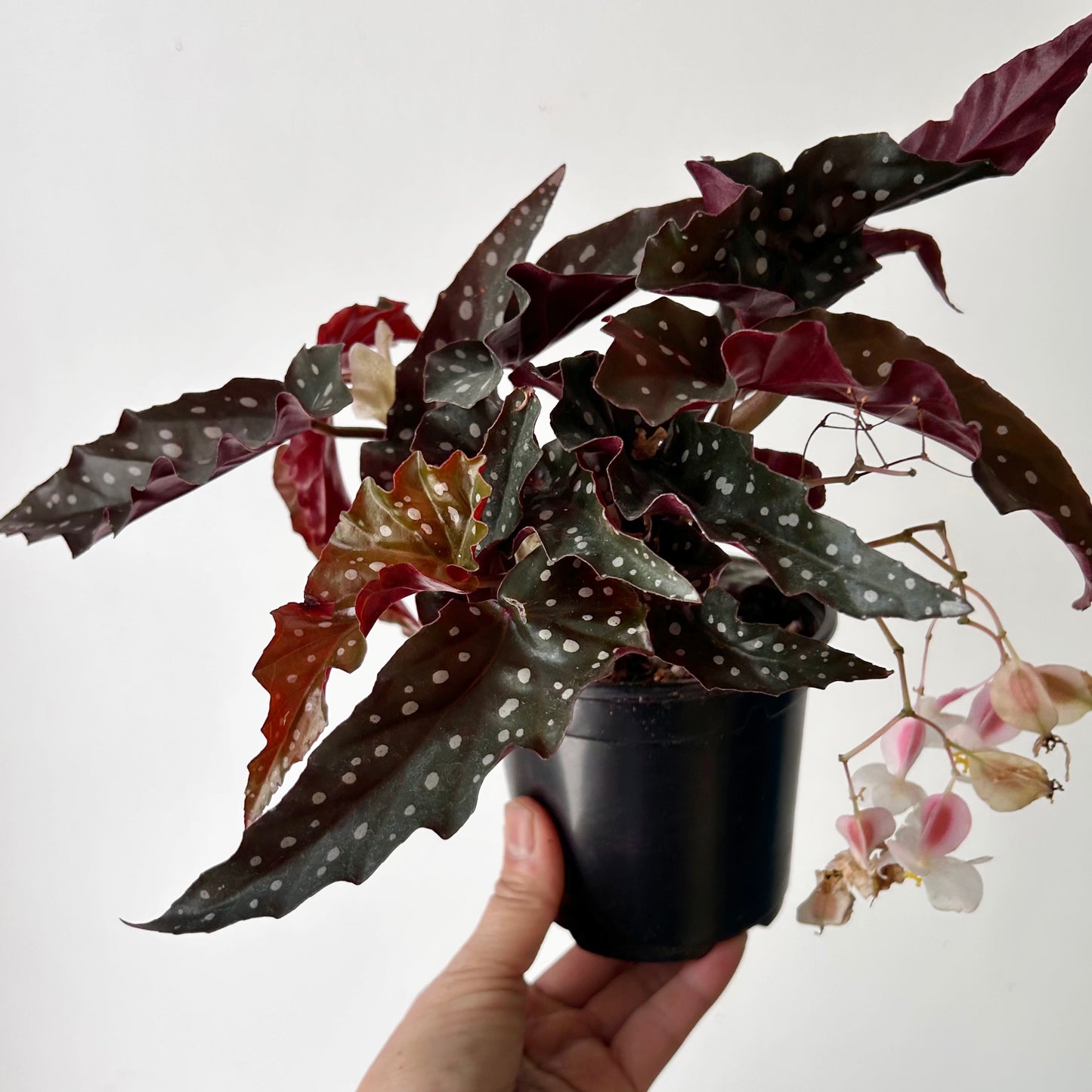 Begonia maculata “Black Forest” 5”pot