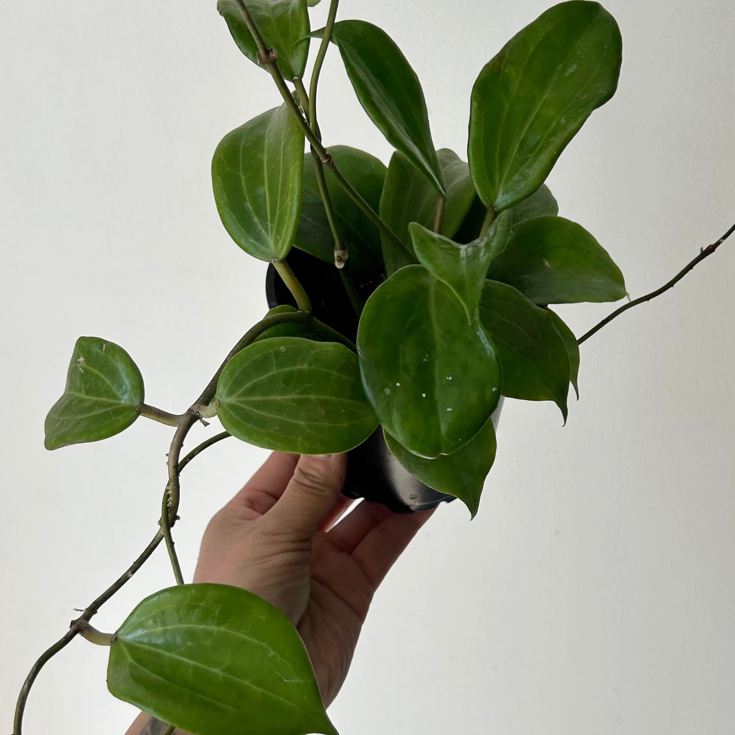 Hoya Qinquenervia 4” pot