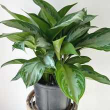 Load image into Gallery viewer, Aglaonema &quot;Silver Bay&quot; approximately 2ft tall in 10”pot
