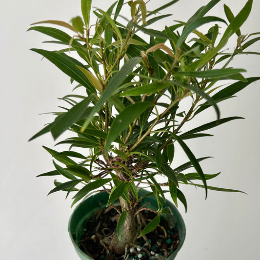 Ficus “Willow Leaf” (Salicaria) PREFINISHED BONSAI 4”pot