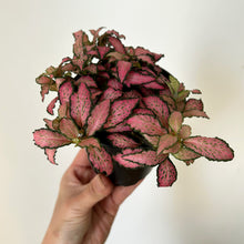 Load image into Gallery viewer, Nerve Plant “Pink Forest Flame”(Fittonia) 3.5”pot
