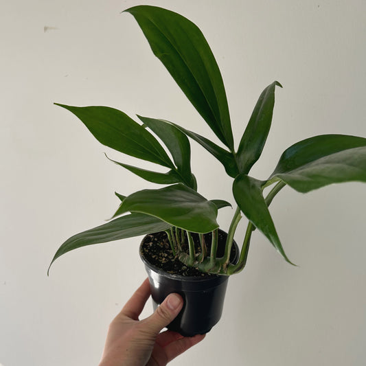 Dragon Tail Plant (Rhaphidophora Decursiva) 3.5”pot