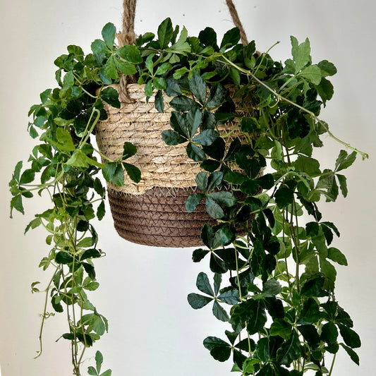 MERRICK Decorative Hanging Plant Basket (7.5”X6”)
