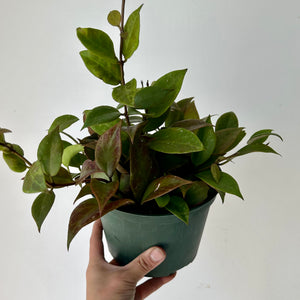 Hoya Sunrise 6” pot