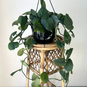 Scindapsus Pictus "Satin Jade” 8” Hanging Basket