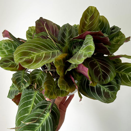 Maranta"Cat’s Moustache” 6” hanging basket