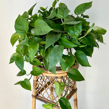 Load image into Gallery viewer, Jade pothos 8” hanging basket
