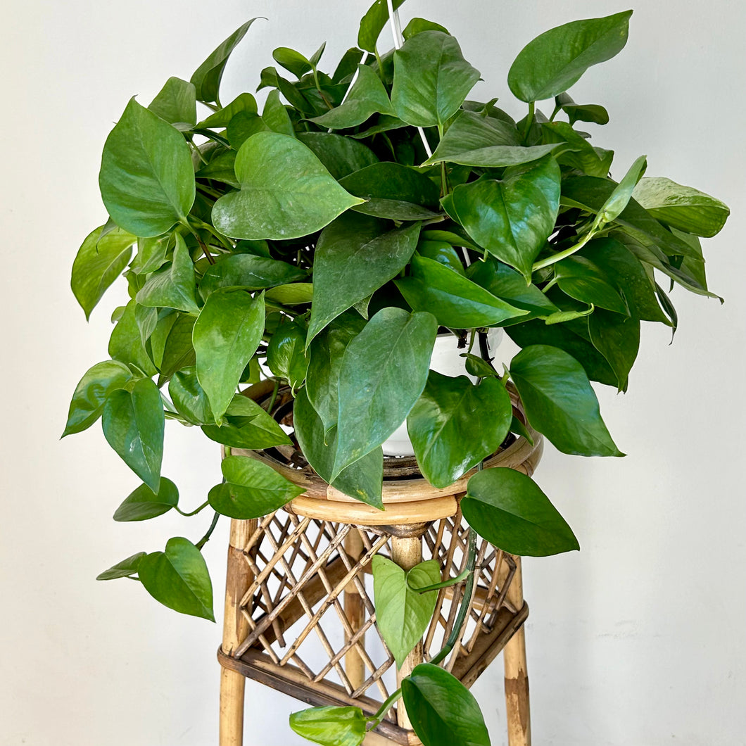 Jade pothos 8” hanging basket